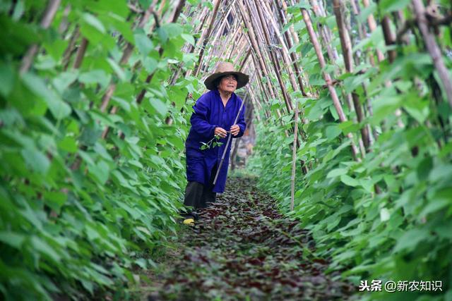 新农知识——四季豆的种植方法，全在基础工作上