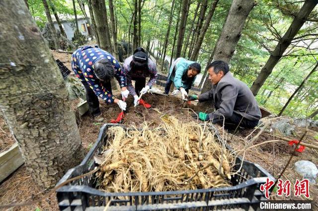 湖北保康县：人参试种成功