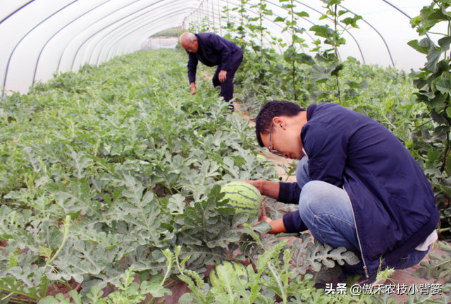 西瓜如何种植才能又大又甜又早上市？