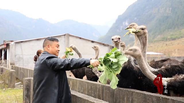 千城百县看中国丨湖北巴东：鸵鸟养殖拓宽致富路