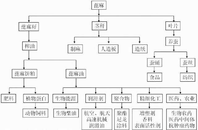 中国种植300万亩，还被美国列为战略物资？蓖麻到底有什么价值？