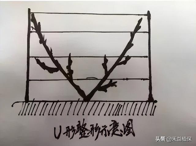 哪种葡萄架式最好、产量最高、最好管理？推荐这五种