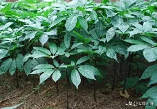 2024年中草药行情继续看好，种植什么中草药，选对品种很重要