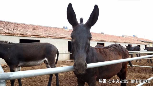 【田间示范秀】让毛驴长好膘