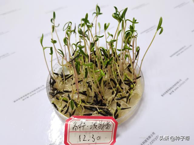 原来波斯菊就是格桑花，波斯菊什么时候种植开花最旺？