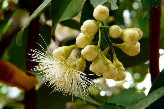 这些水果很常见，可它们的花你都见过吗？花期你都知道吗？