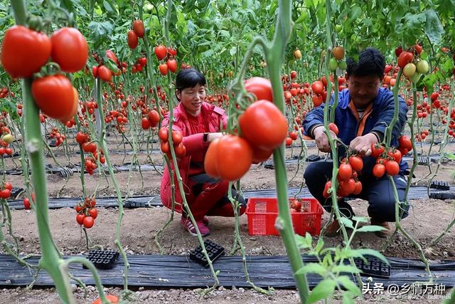 一年四季种植攻略，让你的家庭农园四季丰收！