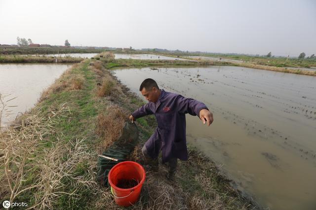 龙虾养殖适合多大水池？水温在多少度、水位在多深，怎么消毒？