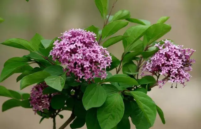 想要养殖好丁香花，掌握住这9个技巧，就可以看到繁花锦簇