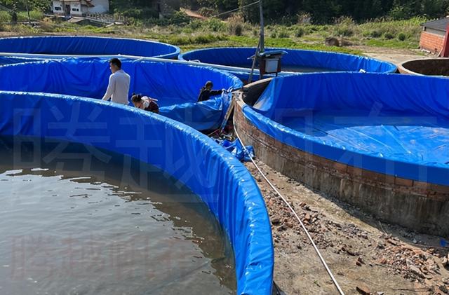 用帆布水池养殖黑鱼技术要求高不高？