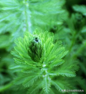 ​水生植物｜金鱼藻繁殖培育要点介绍