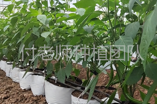 大棚内摆放种植袋，让小空间不再浪费，种植瓜果蔬菜很合适