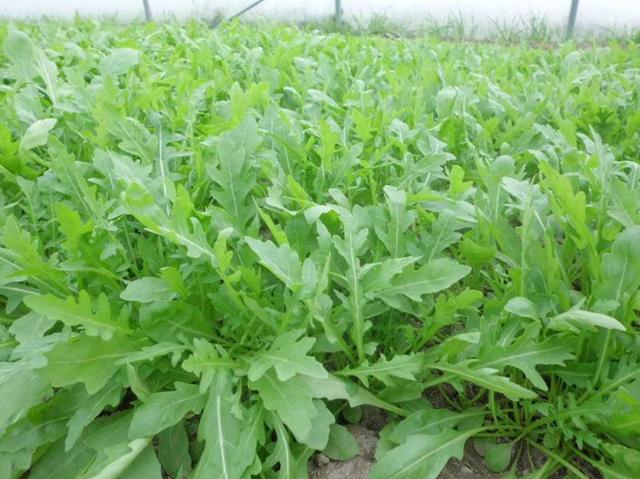 种植芝麻菜，记住这几点，才能长得旺盛