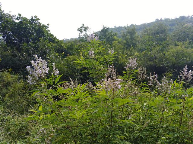 图虫人文摄影：山里的荆条花开了，土蜜蜂在采蜜