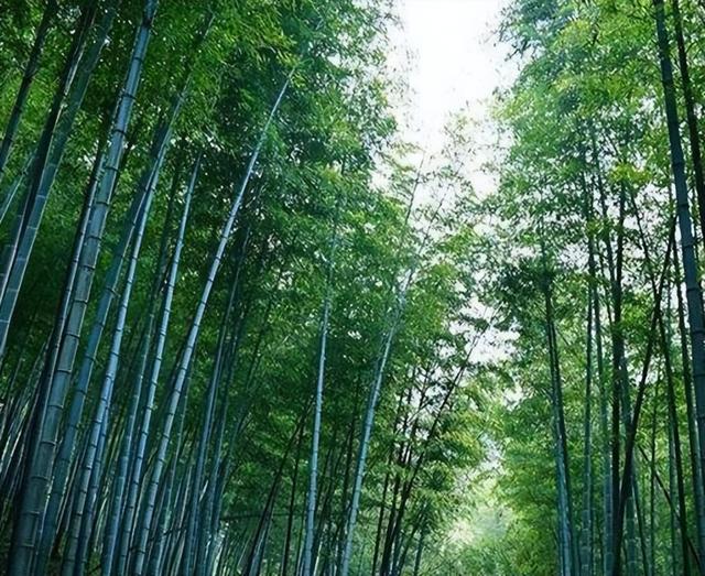 梅兰竹菊，浅析四君子植物的形态及文化内涵