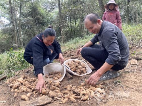 每户4200元！通海脱贫户入股种植天麻喜分红