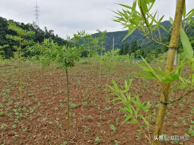 农村闲置的荒地种植反季节雷竹，亩年均收益过万，，该如何建园？