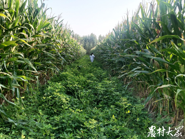 既稳粮又增油！解码山东复合种植新模式