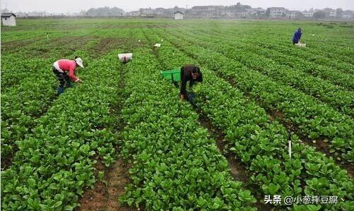 常见蔬菜种植时间表，看看最近该种什么菜了（建议收藏）