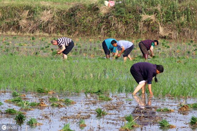 如何提高农民种地的积极性？网友：提升粮食价格，减少补贴