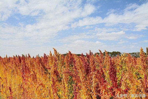 藜麦怎么栽培？南方地区藜麦的栽培技术详解