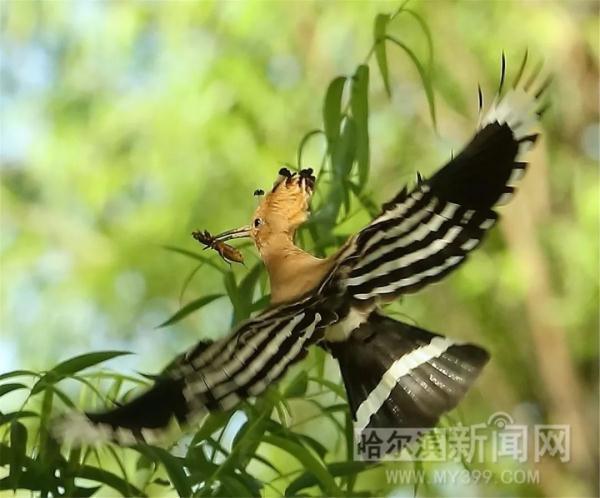 以色列国鸟常驻太阳岛，一天能吃百多只“蝲蝲蛄”｜还有这些小可爱，远看就好别太靠近