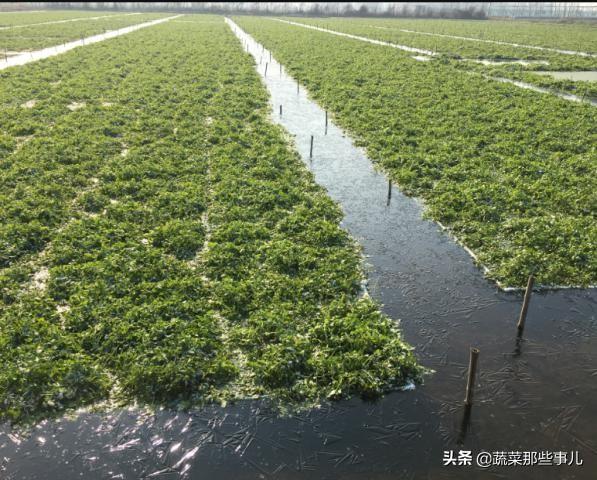 新技术：畜禽养殖废水种水芹，产量高效益好，净化水体效果很“神奇”