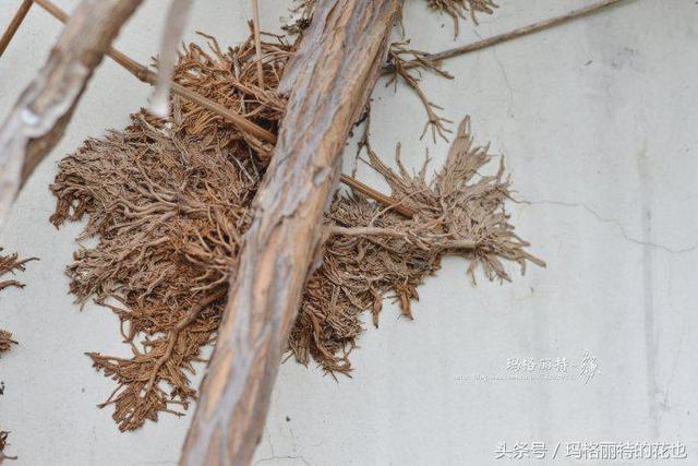 植物笔记：想种一棵凌霄花？小心它吃掉你的房子