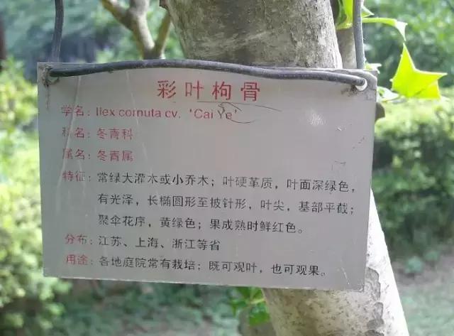 枸骨盆栽的养护鉴赏及市场现状