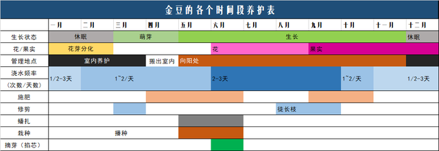 盆景园艺技巧，系统记录方式教你金豆盆景的全年各时段最佳养护！