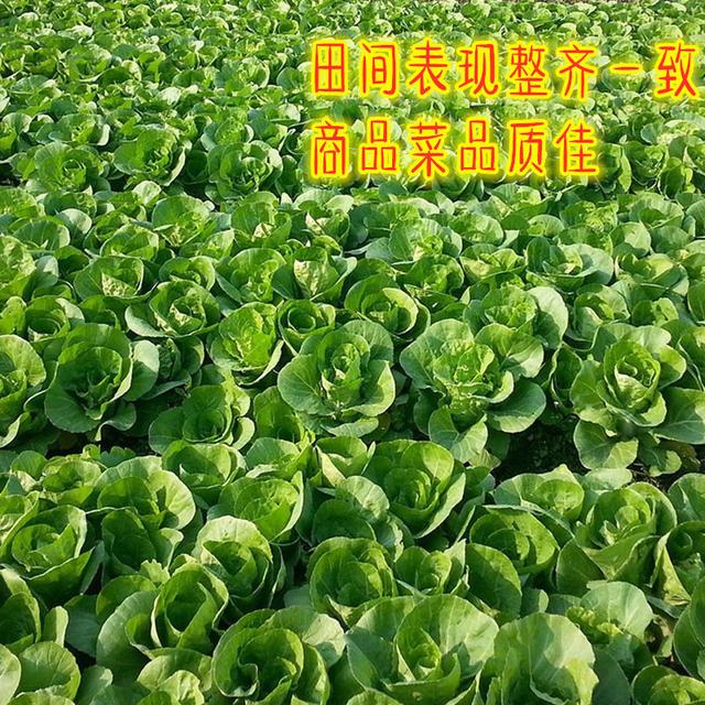 早熟性超强的快菜种，20天就能收！还特好吃！农户现在就能种