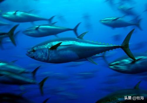 「特种水产」蓝鳍金枪鱼及其人工养殖