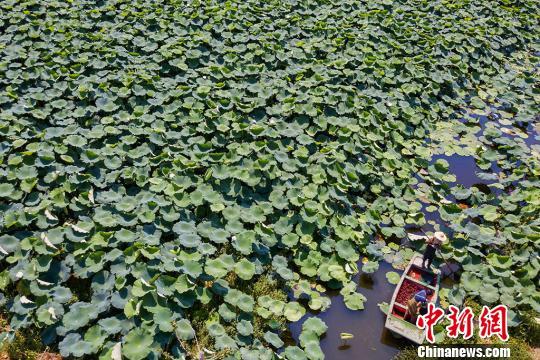 走进宿迁宿城区城乡统筹试验区“藕”遇小龙虾