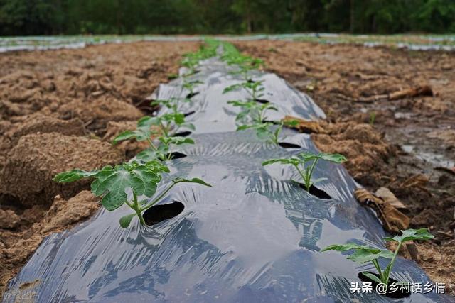 种植或移栽蔬菜，用黑色地膜好还是白色的好？以前一直用错了