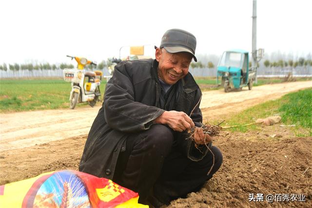 农村人怎样才能种好何首乌？掌握4种方法，品质好才能多赚钱