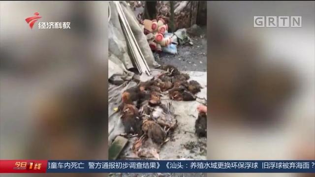 养殖场3000只鸡陆续死亡，竟是因为得了白血病？