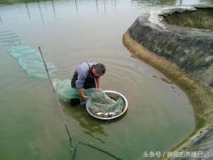 井水可以养殖泥鳅吗(让泥鳅们自投罗网的小妙招)