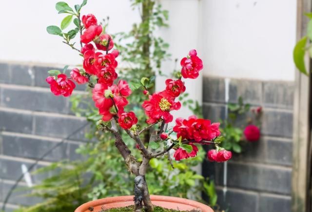 长寿冠海棠花，高颜值老桩盆景！打理好这些开花早又多