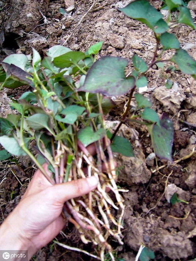 鱼腥草大鹏种植技术 学会了可以增加不少收益