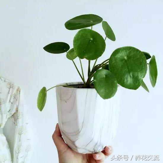 这10种植株小巧的盆栽花卉，养桌面上就特别吸引目光