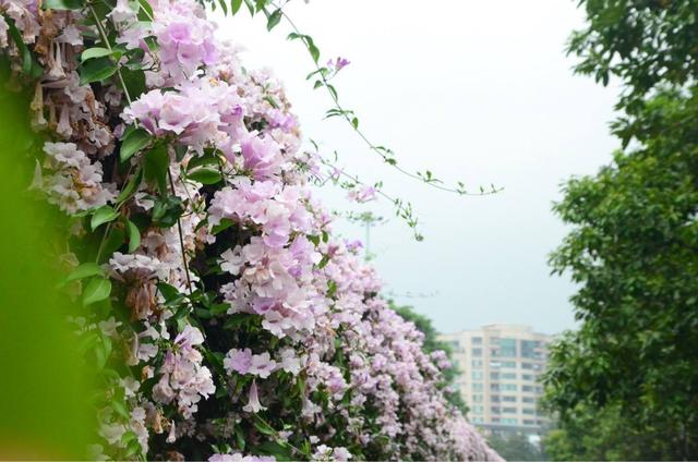 蒜香藤这样养不会错，花量暴涨，阳台一秒变花园