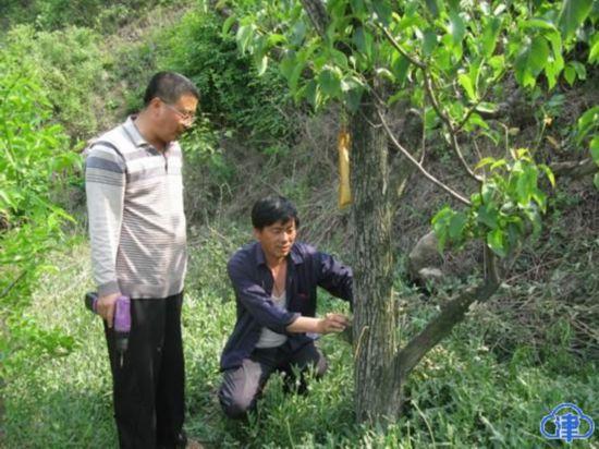 蓟北“梨王”王艳忠：扎根山区洒汗水 科技惠农兴家园