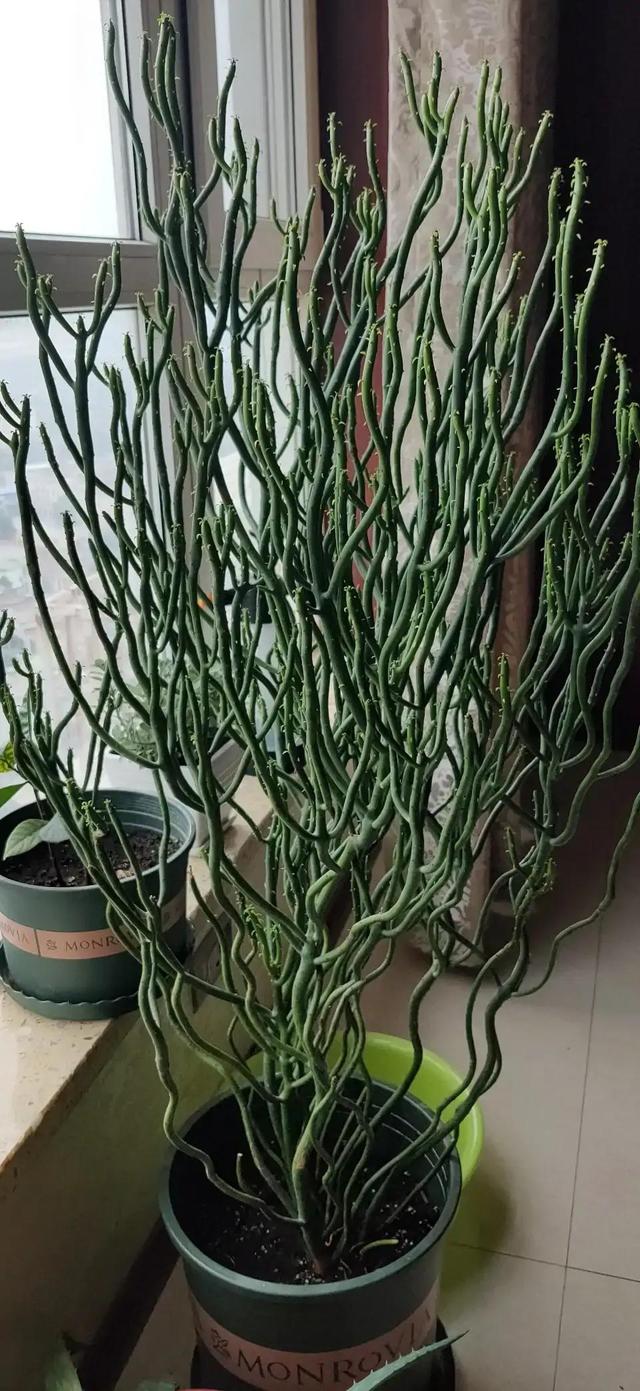 超萌多肉植物“光棍树”有毒吗？能养家里吗？种植需要注意什么？