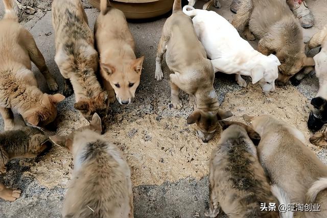 养殖土狗竟然能赚这么多钱