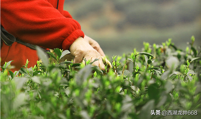 龙井茶树怎样种植？龙井茶树好养吗？