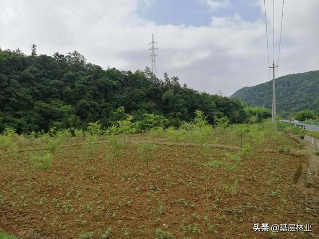 农村闲置的荒地种植反季节雷竹，亩年均收益过万，，该如何建园？