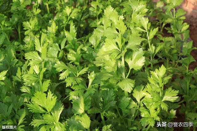 春夏两季西洋芹栽培要点，这样做比较好，你知道吗