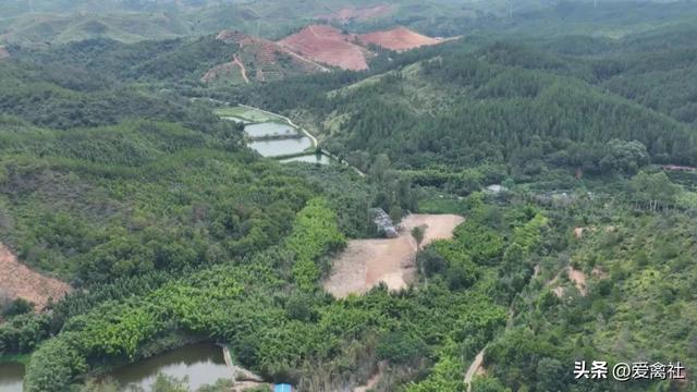 年产值将超亿元！全国最大的山林散养蛋鸡养殖基地在韶关投建