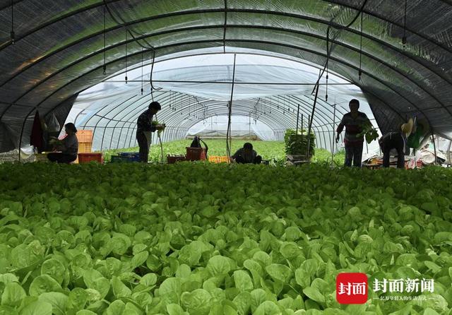 探访成都最大叶菜种植基地：保障“餐桌民生”日产超50万斤80%供应成都本地「齐心战疫 成都得行」