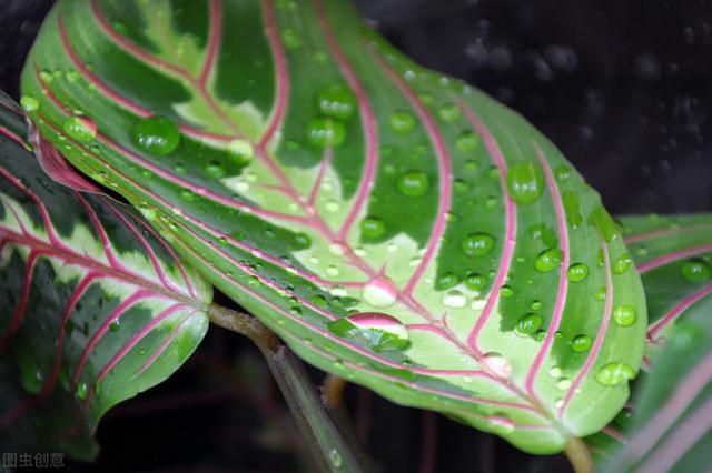 花叶竹芋的养护技巧